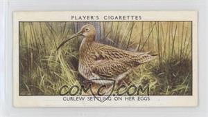 1932 Player's Wild Birds - Tobacco [Base] #8 - Curlew Settling on Her Eggs