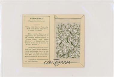1933-34 Kensitas Flowers Silks - [Base] - Small #GY - Gysophila [Good to VG‑EX]