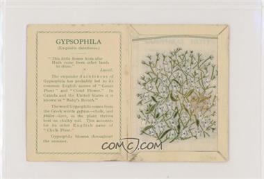 1933-34 Kensitas Flowers Silks - [Base] #GY - Gysophila [Poor to Fair]