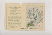 Madonna Lily [Poor to Fair]