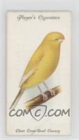 Clear Crest-Bred Canary