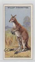The Kangaroo's Pouch