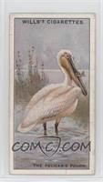 the Purpose of the Pelican's Pouch? [Good to VG‑EX]