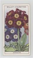 Auriculas