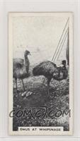 Emus at Whipsnade