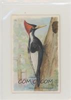 Ivory-Billed Woodpecker