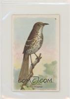 Brown Thrasher