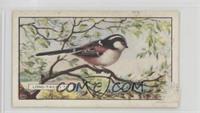 Long-Tailed Tit [COMC RCR Poor]