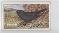 Blackbird [COMC RCR Poor]