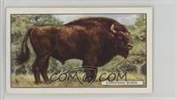 The European Bison