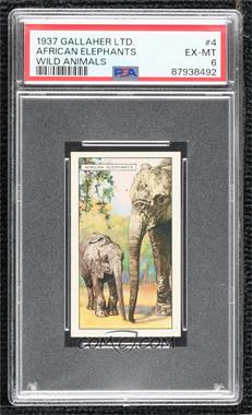 1937 Gallaher Wild Animals - Tobacco [Base] #4 - The African Elephant [PSA 6 EX‑MT]