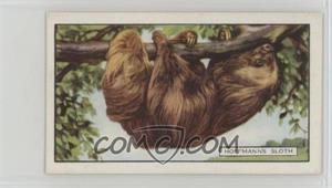 1937 Gallaher Wild Animals - Tobacco [Base] #46 - Hoffmann's Sloth