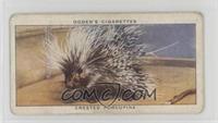 Crested Porcupine [COMC RCR Poor]