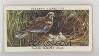 Marsh Harrier [Poor to Fair]