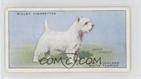 West Highland White Terrier