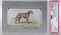 Irish Wolfhound [PSA 2 GOOD]