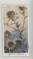 Carline Thistle [Good to VG‑EX]