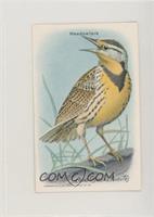 Meadowlark