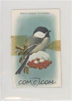 Black-Capped Chickadee [Poor to Fair]