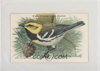 Black-Throated Green Warbler [Poor to Fair]