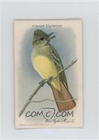 Crested Flycatcher