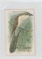 Black-Billed Cuckoo