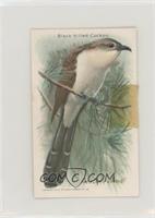 Black-Billed Cuckoo [Poor to Fair]