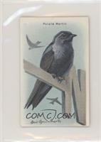 Purple Martin