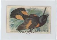 Redstart