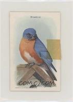 Eastern Bluebird [Poor to Fair]