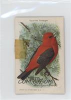 Scarlet Tanager