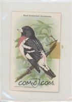 Rose-Breasted Grosbeak [Poor to Fair]