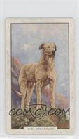 Irish Wolfhound [Good to VG‑EX]