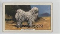 Tibetan Terrier