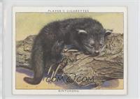 Binturong