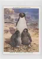 Adelie Penguin and Chicks