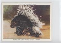 African Porcupine and Young