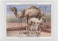 Arabian Camel and Young