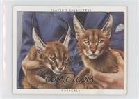 Caracals