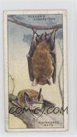 Whiskered Bats [Good to VG‑EX]