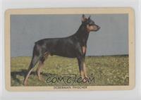 Doberman Pinscher