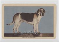 English Foxhound