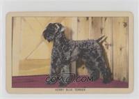 Kerry Blue Terrier