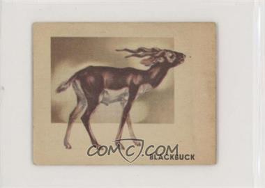 1951 Topps Animals of the World - R714-1 #104 - Blackbuck [Good to VG‑EX]