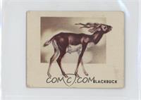 Blackbuck [Good to VG‑EX]