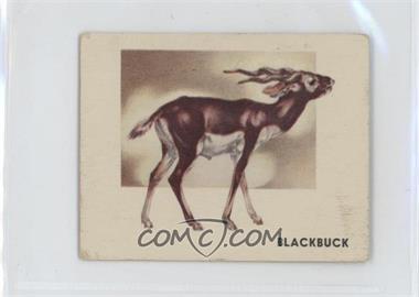 1951 Topps Animals of the World - R714-1 #104 - Blackbuck [Good to VG‑EX]