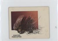Crested Porcupine [Good to VG‑EX]
