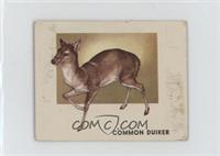 Common Duiker [Good to VG‑EX]