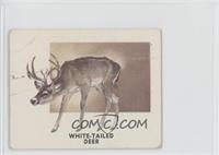 White-Tailed Deer [Good to VG‑EX]