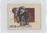 African Elephant [Good to VG‑EX]